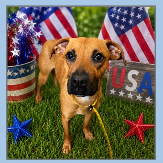 Chico (Adoption Fee Sponsored)(In a Weekend Warrior Home), Adoptable, Young Male Mixed Breed.