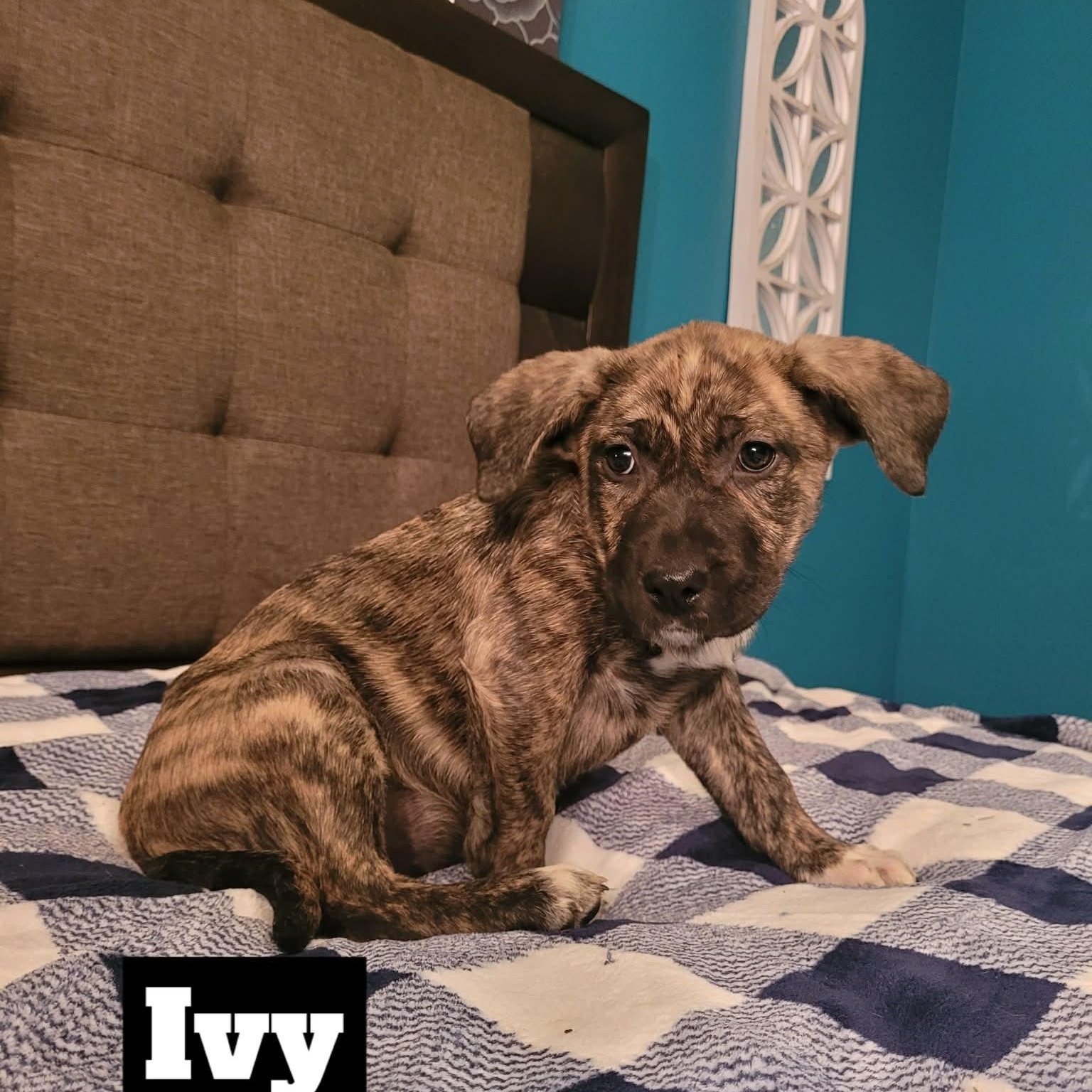 Ivy , Adoptable, Puppy Female Pit Bull Terrier & Retriever.