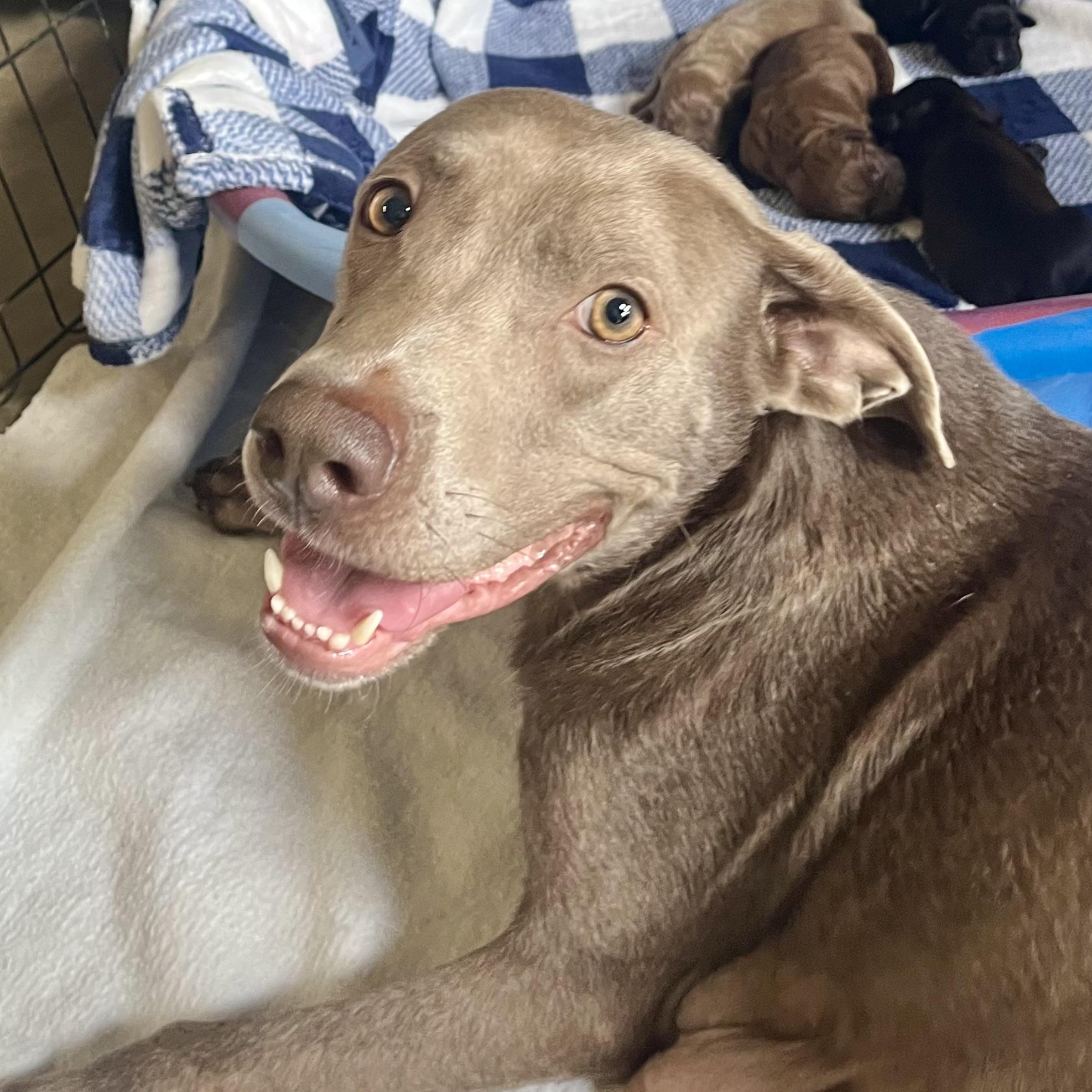 Enlarge Lulu, a Adoptable mixed breed in Brewton, AL image 2/3