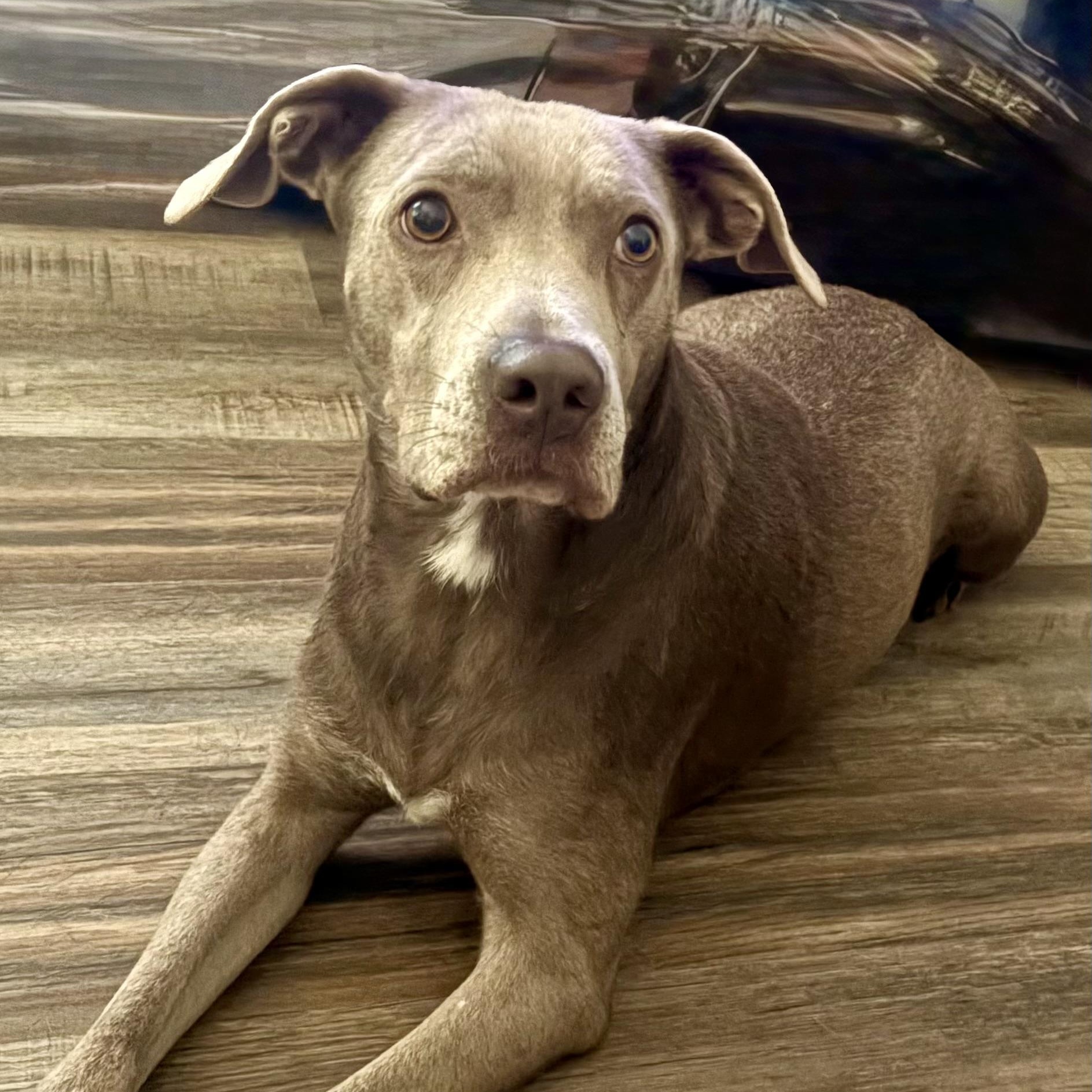 Enlarge Lulu, a Adoptable mixed breed in Brewton, AL image 4/5