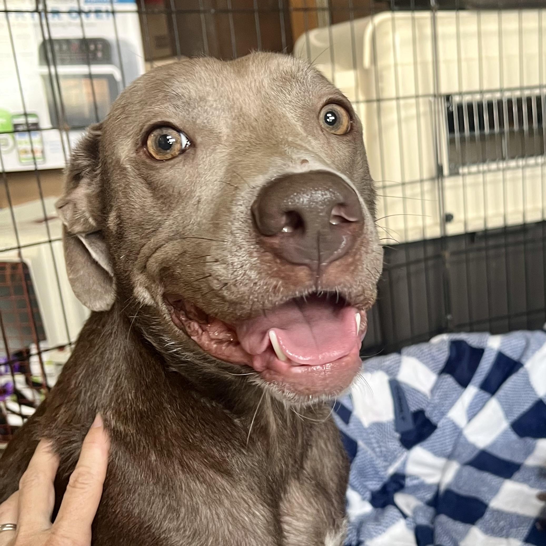 Lulu, Adoptable, Adult Female Labrador Retriever.