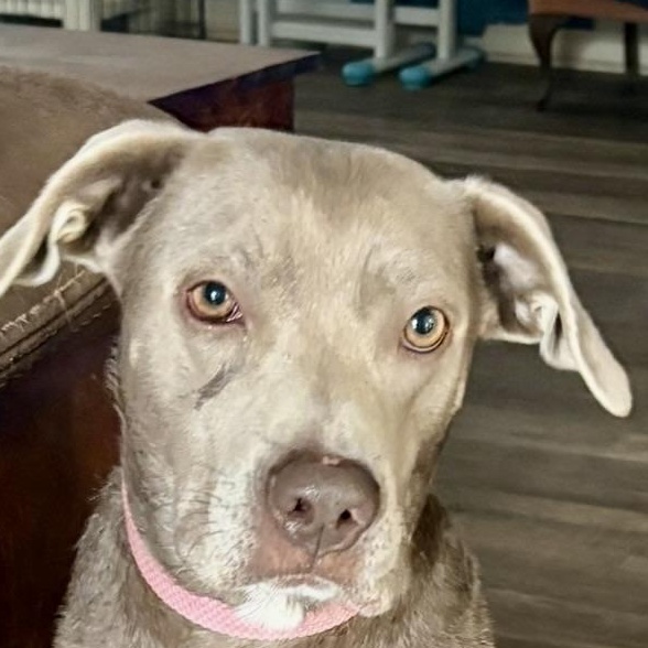 Enlarge Lulu, a Adoptable mixed breed in Brewton, AL image 5/5