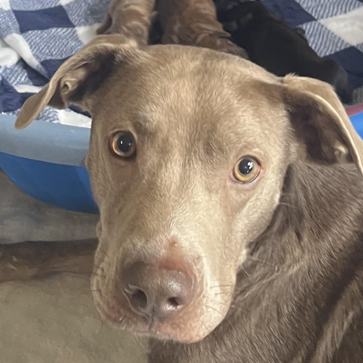Enlarge Lulu, a Adoptable mixed breed in Brewton, AL image 3/3