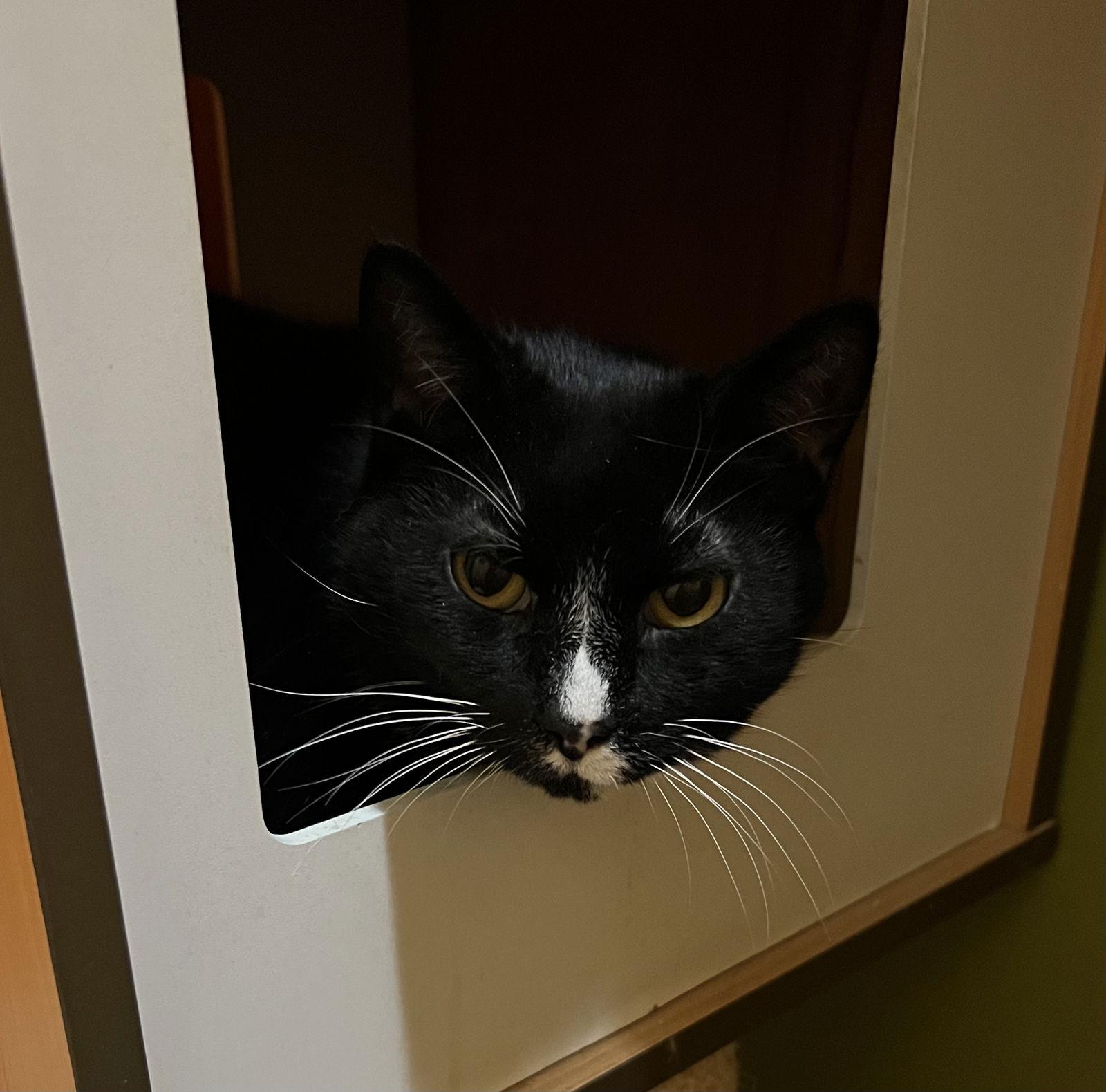 Lacie, Adoptable, Young Female Domestic Short Hair.