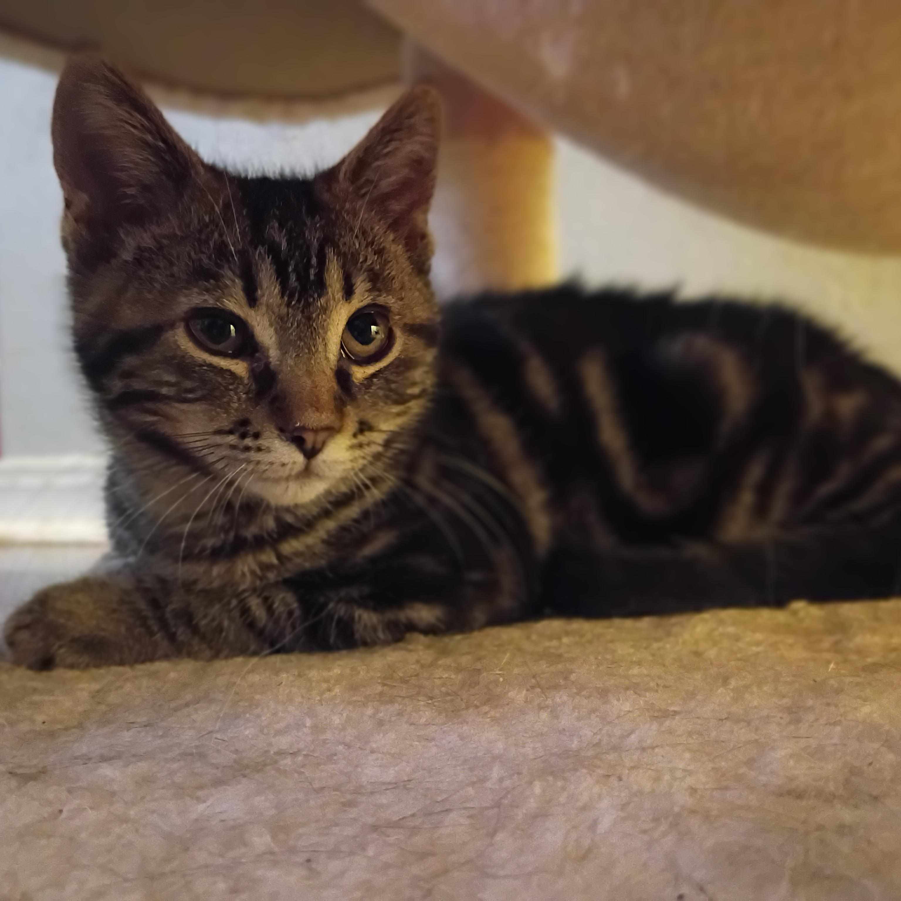 Enlarge Alexus, an adoption pending Domestic Short Hair in Pocatello, ID image 5/5