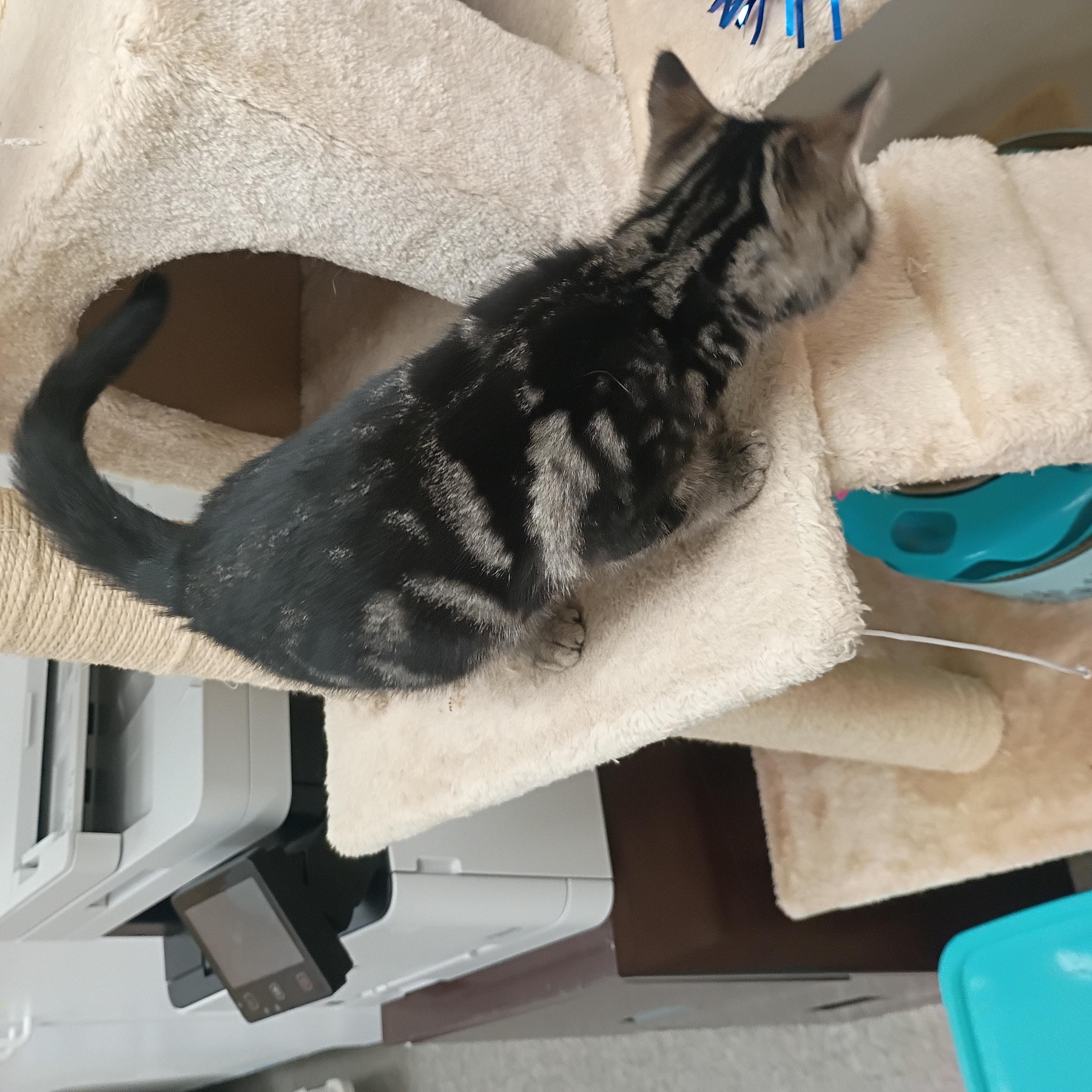 Enlarge Alexus, a ADOPTABLE Domestic Short Hair in Pocatello, ID image 4/4