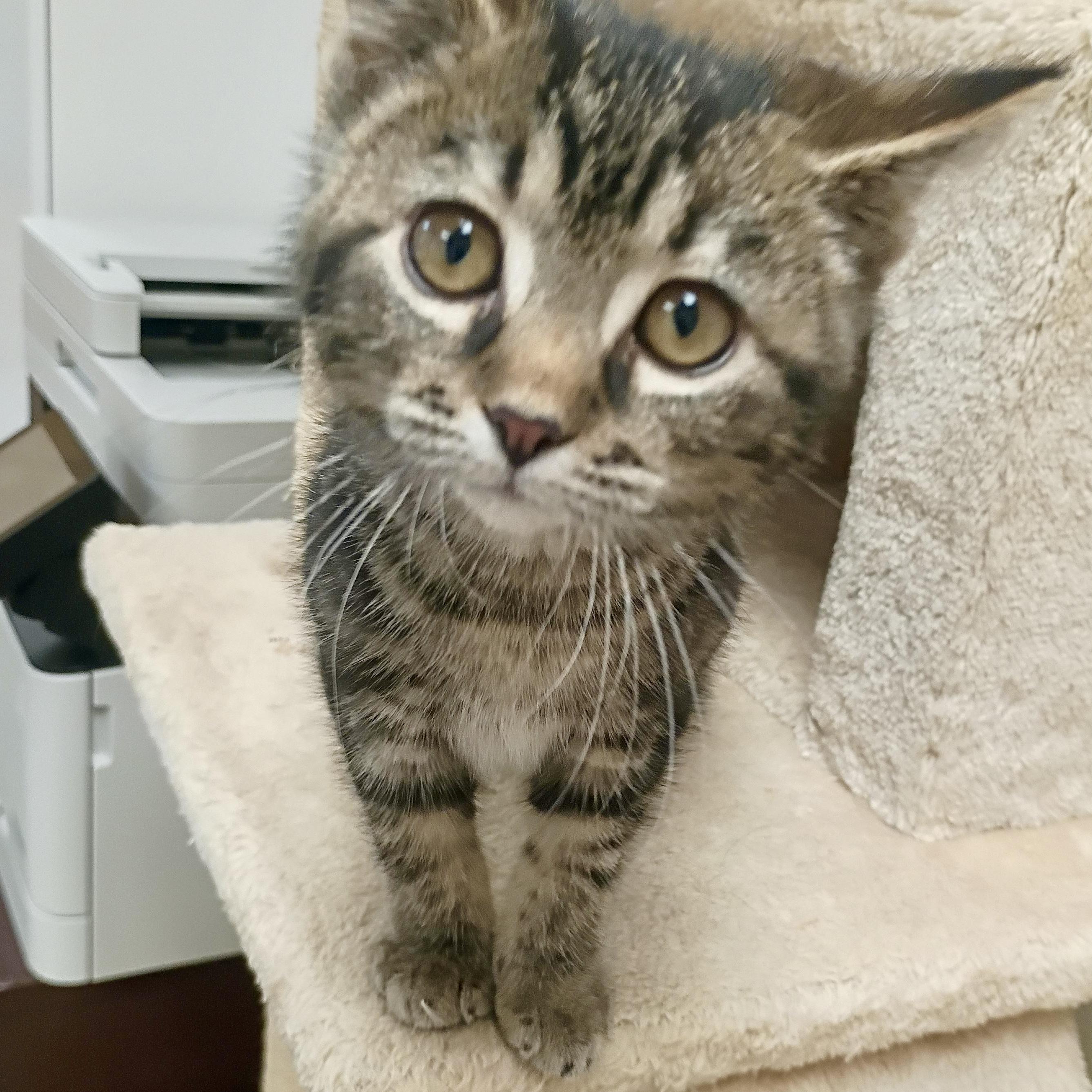 Enlarge Alexus, a ADOPTABLE Domestic Short Hair in Pocatello, ID image 1/4