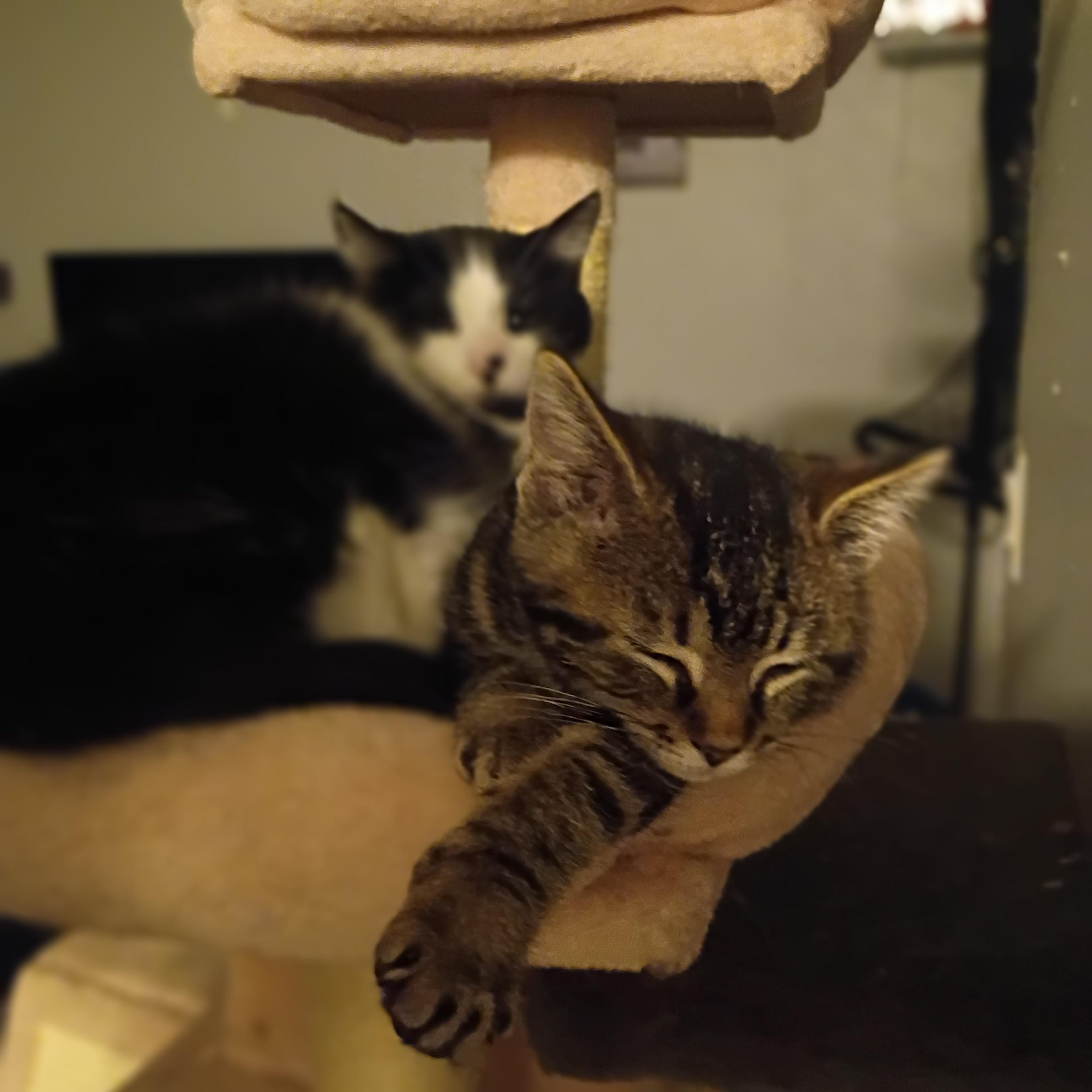 Enlarge Alexus, a ADOPTABLE Domestic Short Hair in Pocatello, ID image 3/4