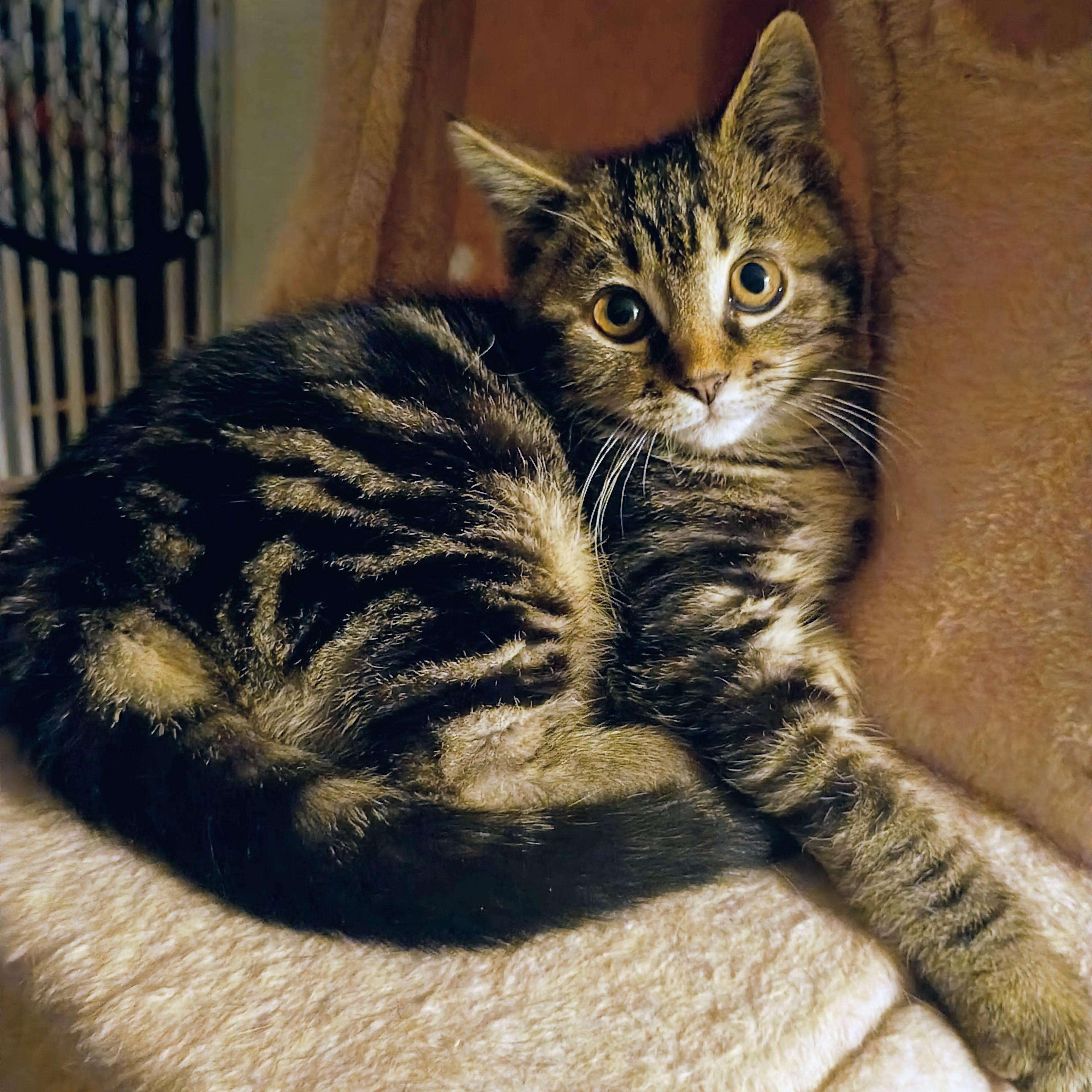 Enlarge Alexus, a ADOPTABLE Domestic Short Hair in Pocatello, ID image 2/4