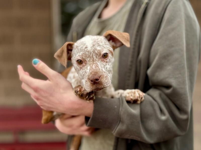 Phoebe, Adoptable, Young Female Shar-Pei & Cattle Dog.