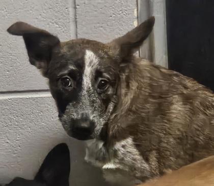 Enlarge Mothman, a Adoptable Mixed Breed in San Marcos, TX image 1/1