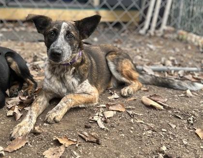 Mothman, Adoptable, Puppy Male Mixed Breed & Mixed Breed.
