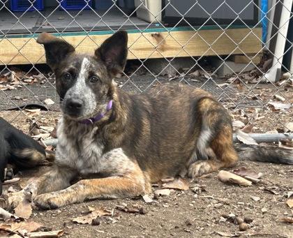 Enlarge Mothman, a Adoptable Mixed Breed in San Marcos, TX image 2/3