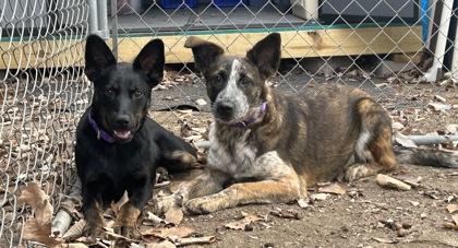 Enlarge Mothman, a Adoptable Mixed Breed in San Marcos, TX image 3/3