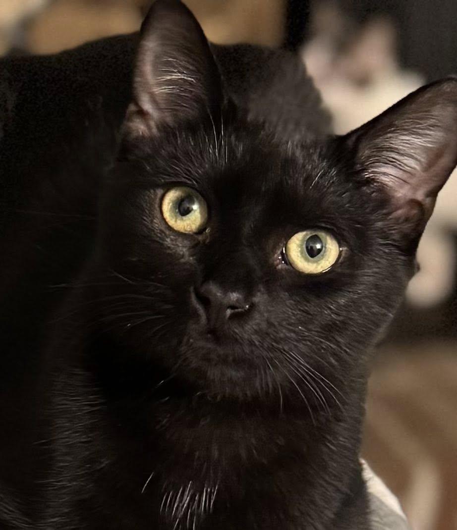 Turtle and Thuja (Barn Cats), a ADOPTABLE Domestic Short Hair in Chase City, VA image 1/5