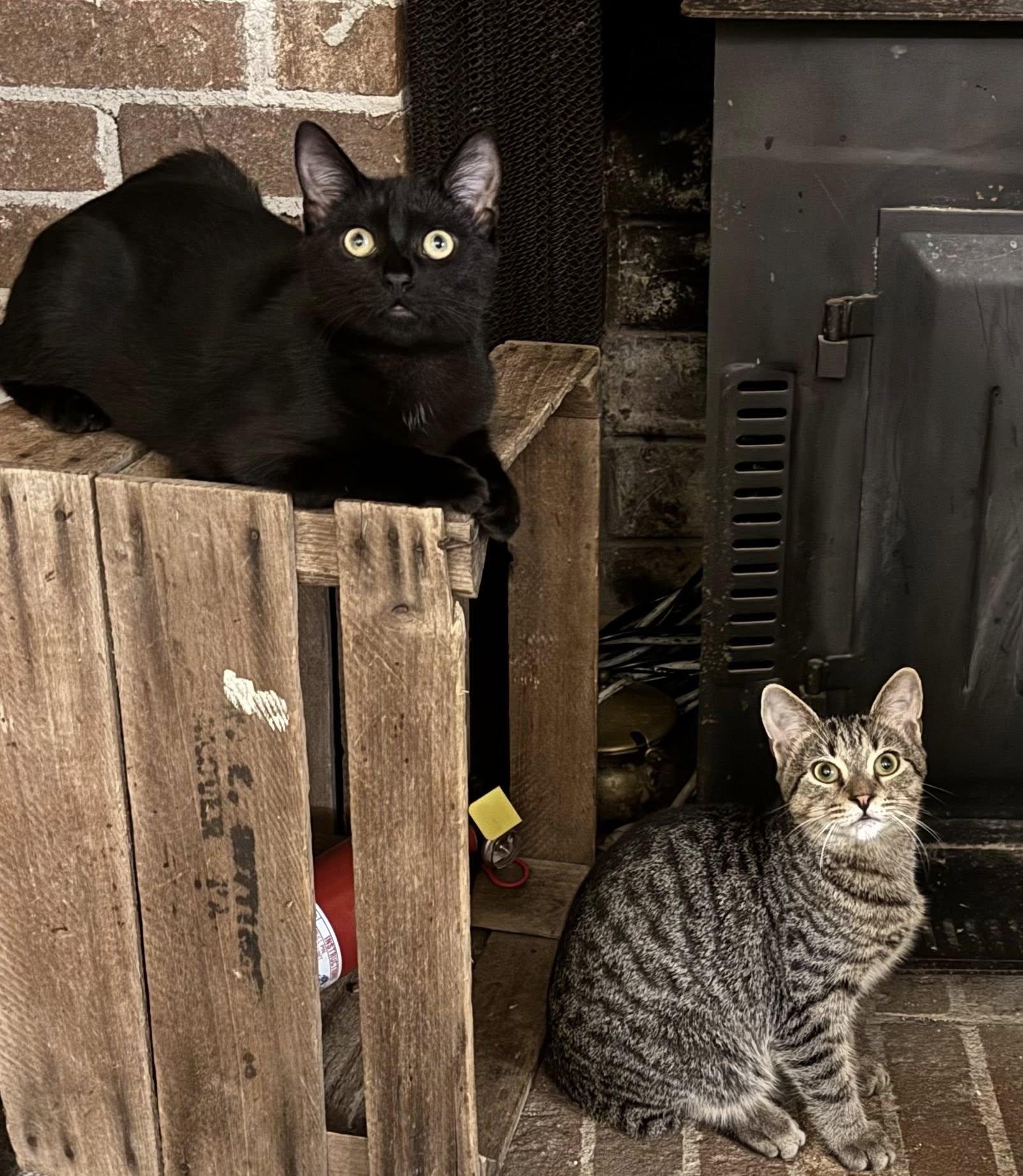 Turtle and Thuja (Barn Cats), a ADOPTABLE Domestic Short Hair in Chase City, VA image 2/5