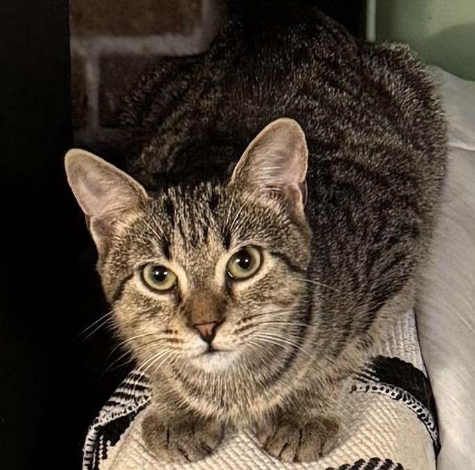 Turtle and Thuja (Barn Cats), a ADOPTABLE Domestic Short Hair in Chase City, VA image 3/5