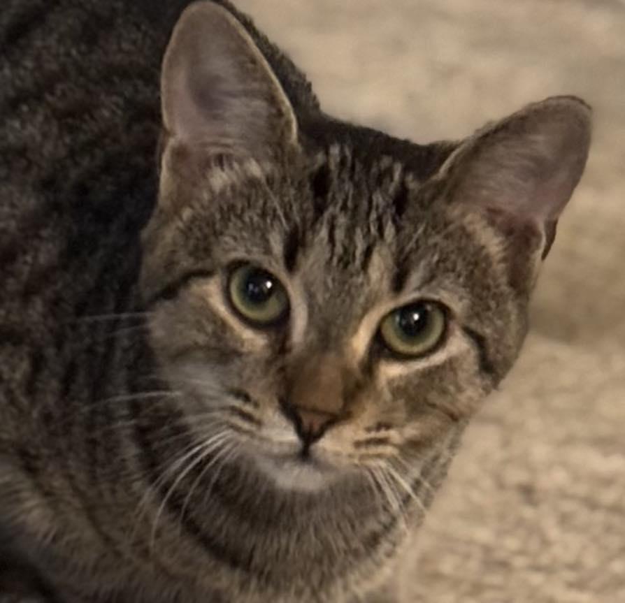 Turtle and Thuja (Barn Cats), a ADOPTABLE Domestic Short Hair in Chase City, VA image 4/5