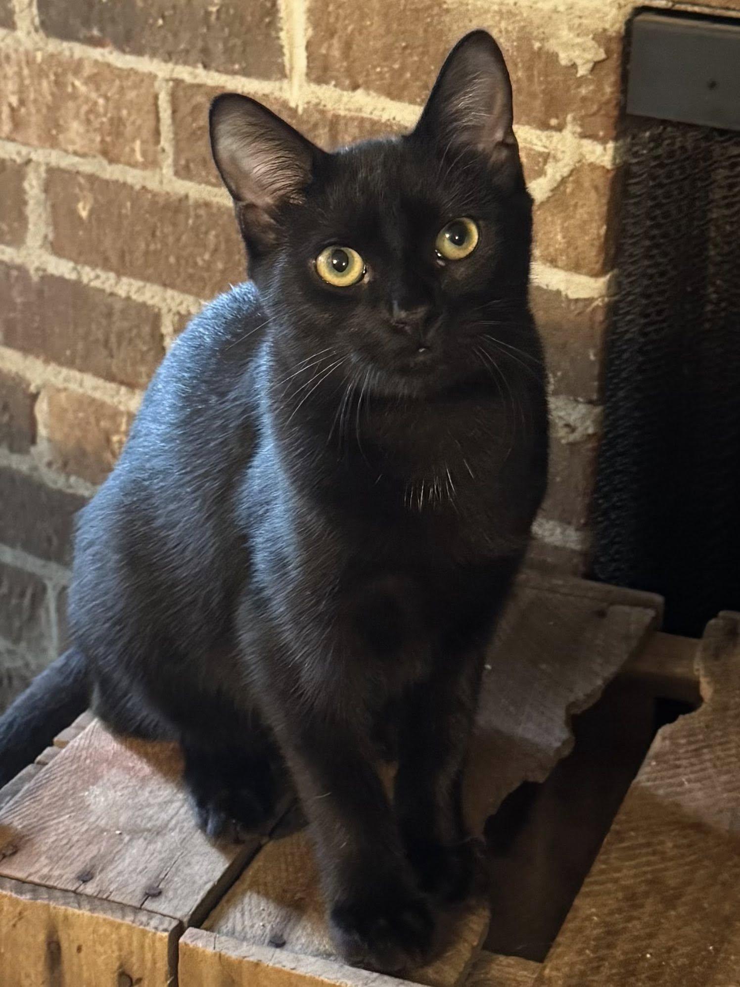 Turtle and Thuja (Barn Cats), a ADOPTABLE Domestic Short Hair in Chase City, VA image 5/5