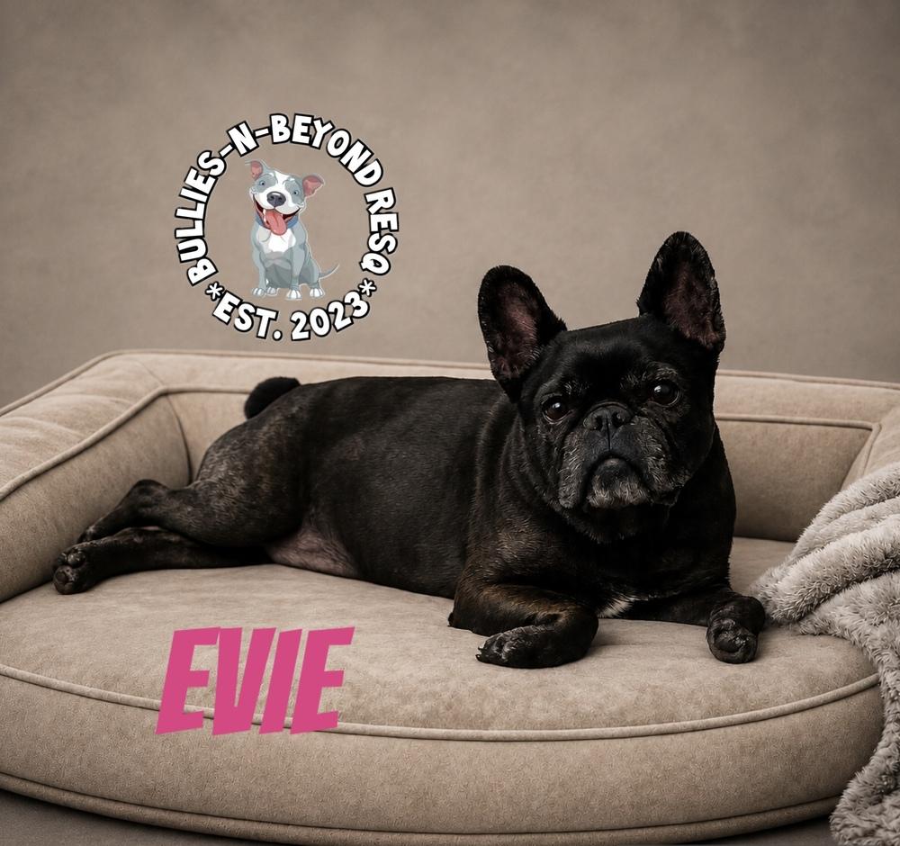 Evie, Adoptable, Senior Female French Bulldog.