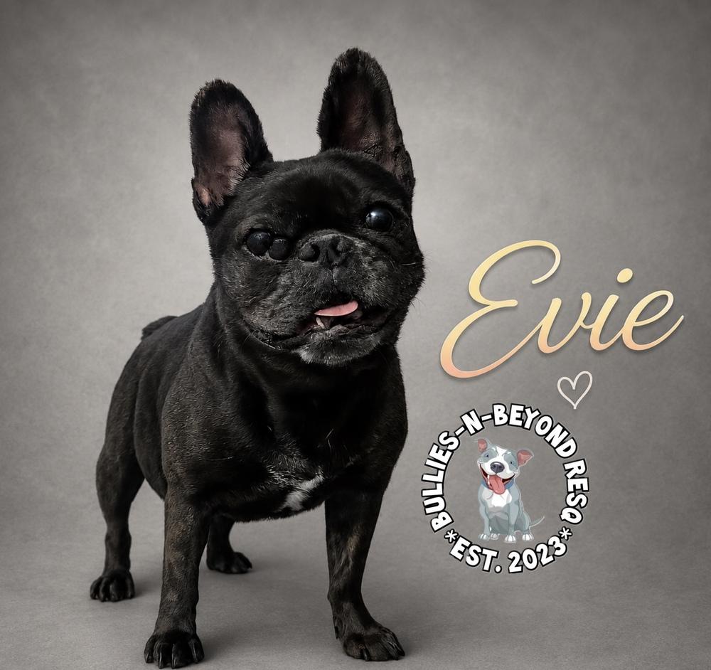 Enlarge Evie, a Adoptable French Bulldog in Omaha, NE image 2/4