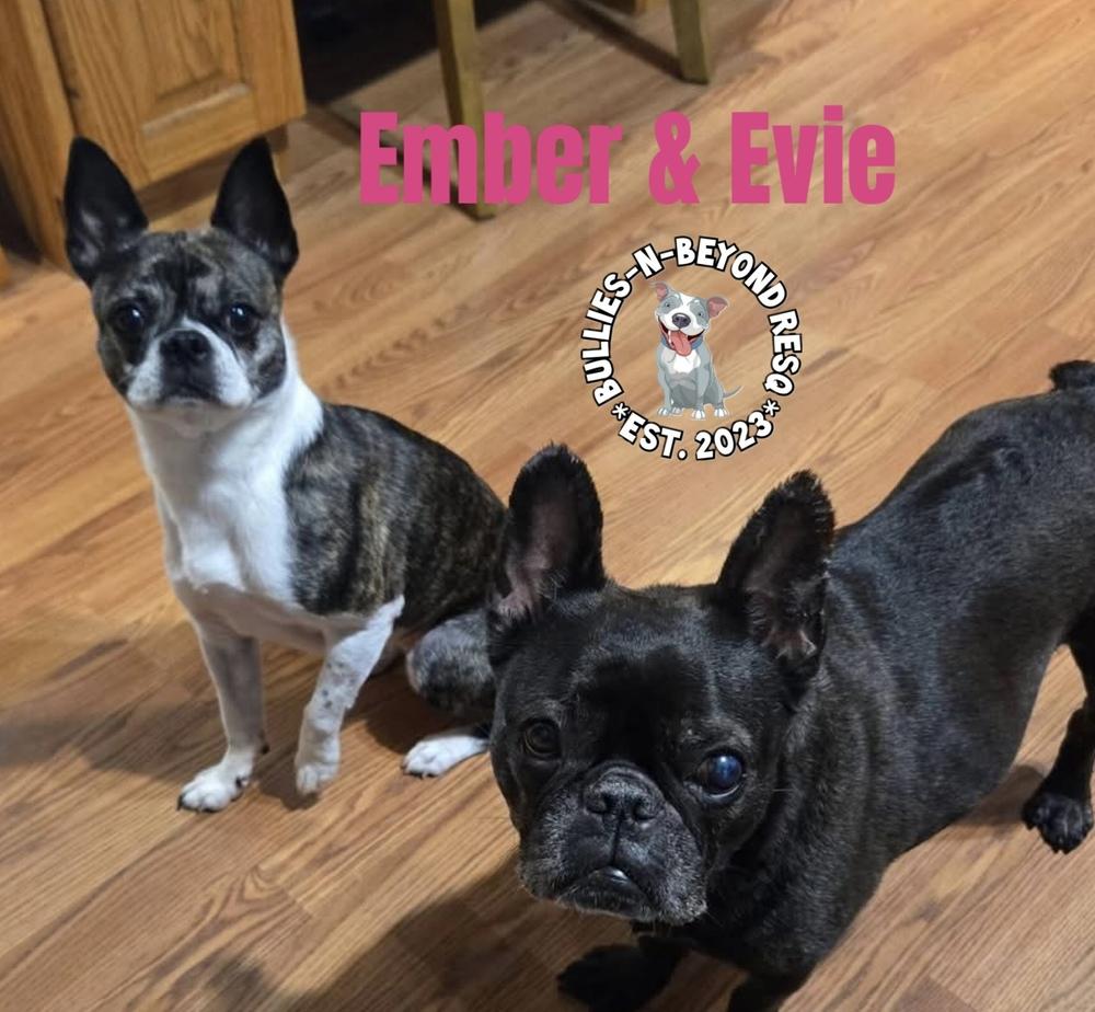 Enlarge Evie, a Adoptable French Bulldog in Omaha, NE image 3/4