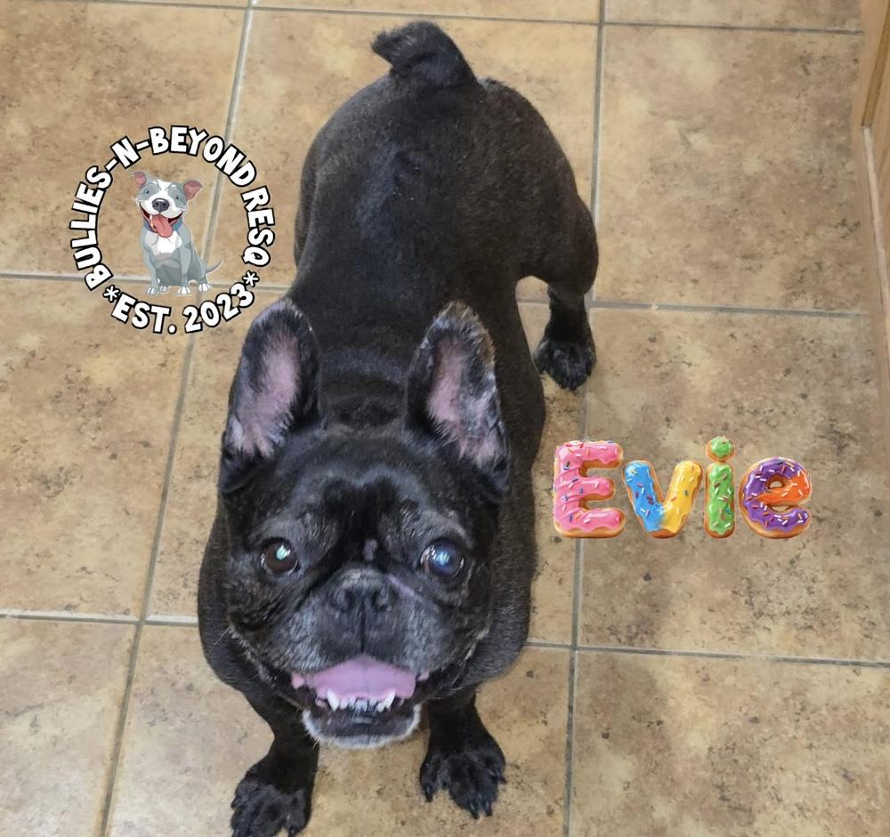 Enlarge Evie, a Adoptable French Bulldog in Omaha, NE image 4/4