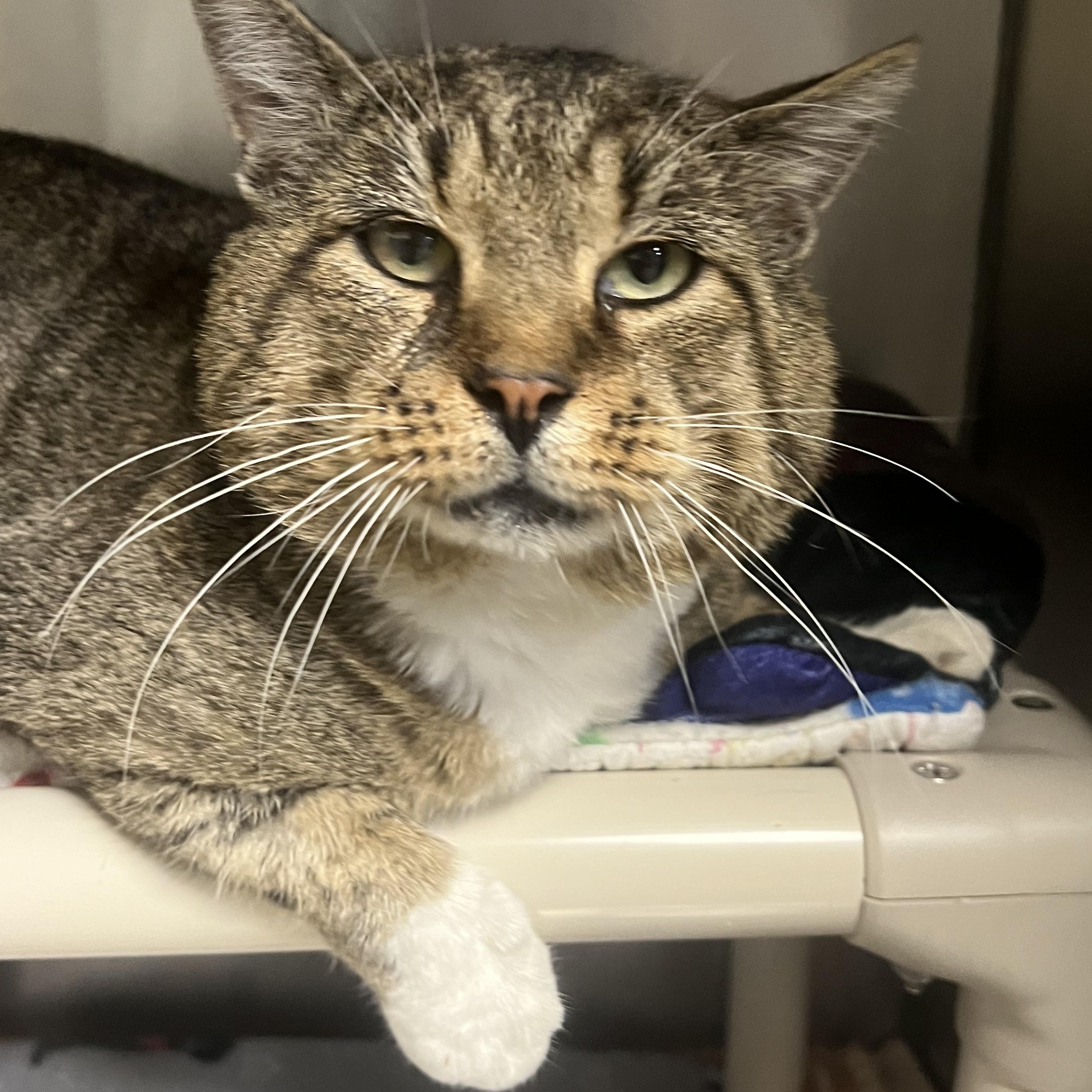 Indie, a Adoptable Domestic Short Hair in Johnston, RI image 6/6