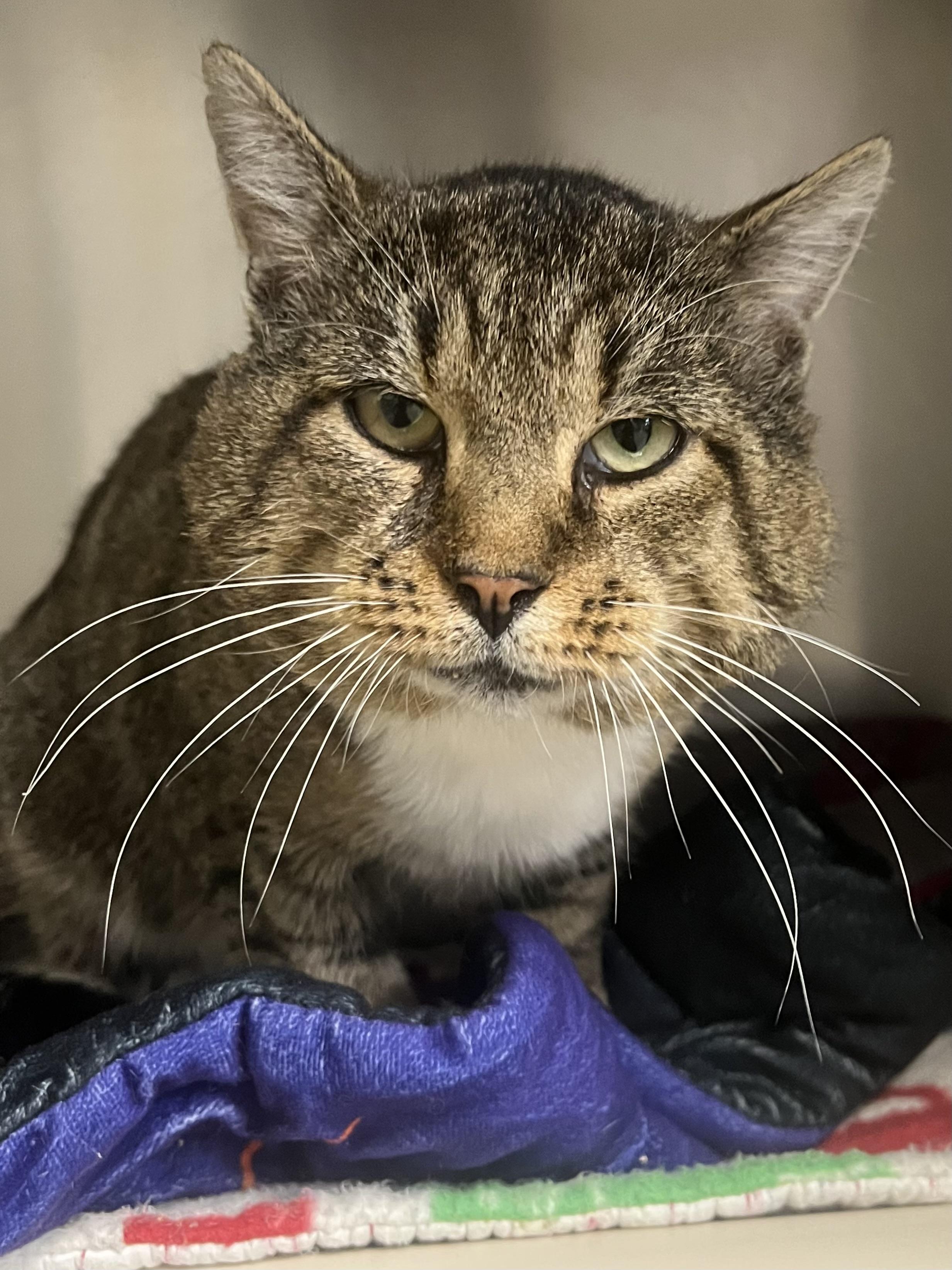 Indie, a Adoptable Domestic Short Hair in Johnston, RI image 3/6