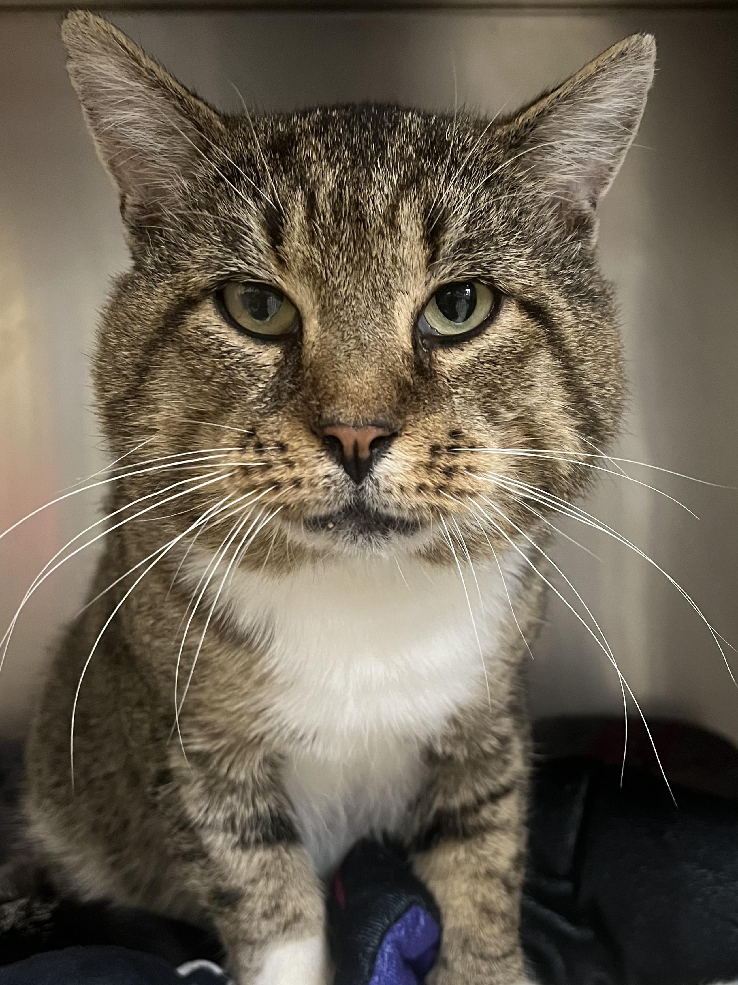 Indie, a Adoptable Domestic Short Hair in Johnston, RI image 1/6