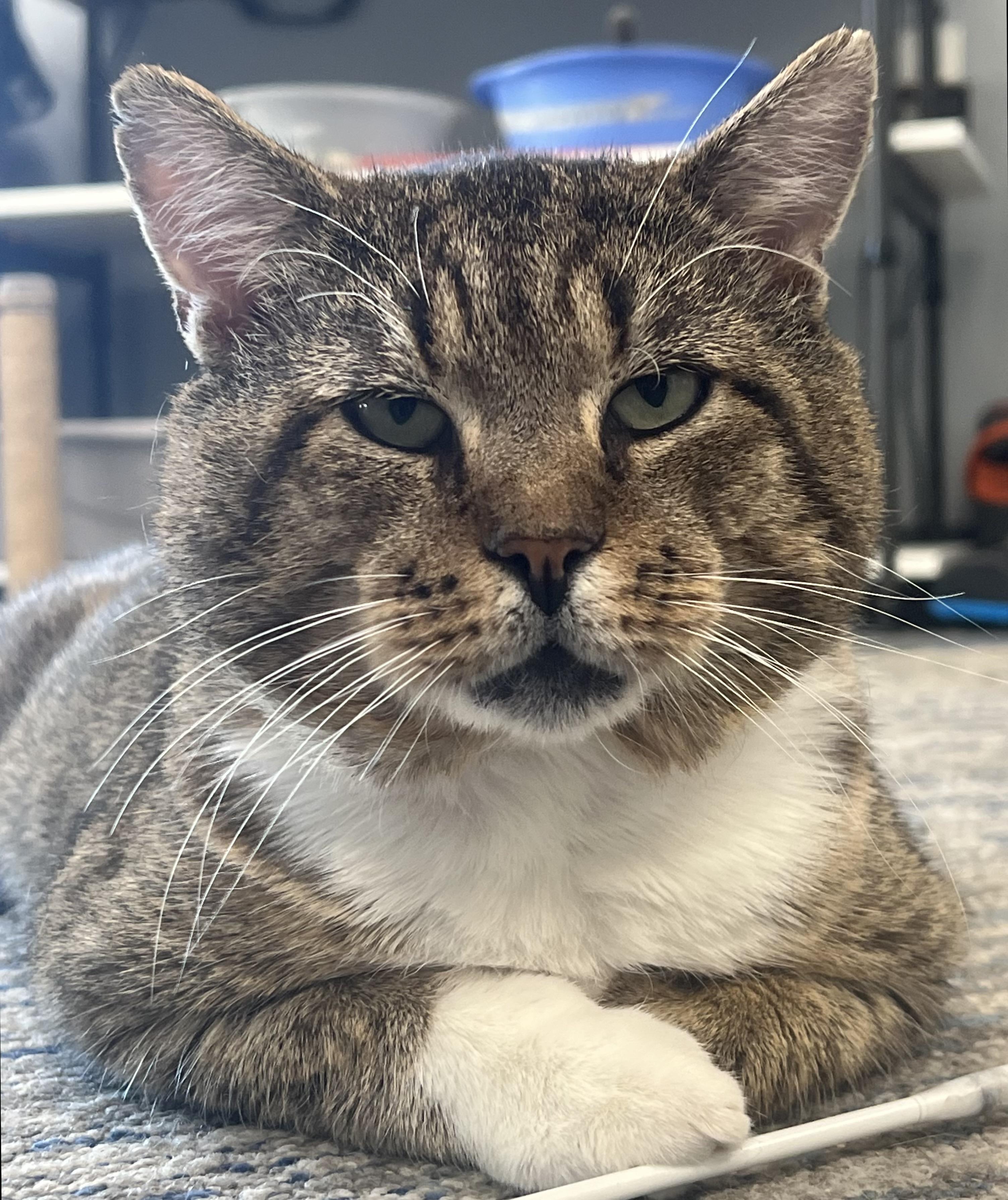 Indie, Adoptable, Adult Male Domestic Short Hair.