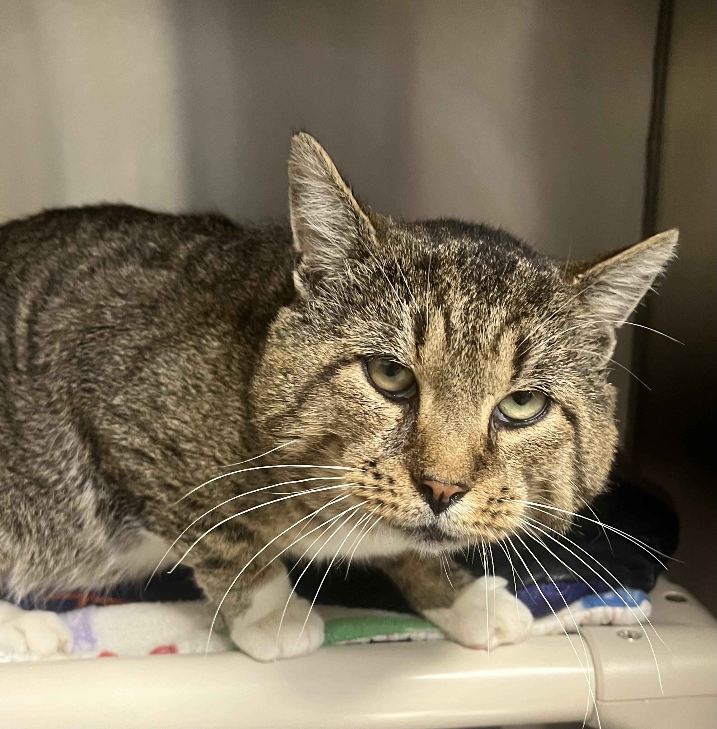 Indie, a Adoptable Domestic Short Hair in Johnston, RI image 4/6