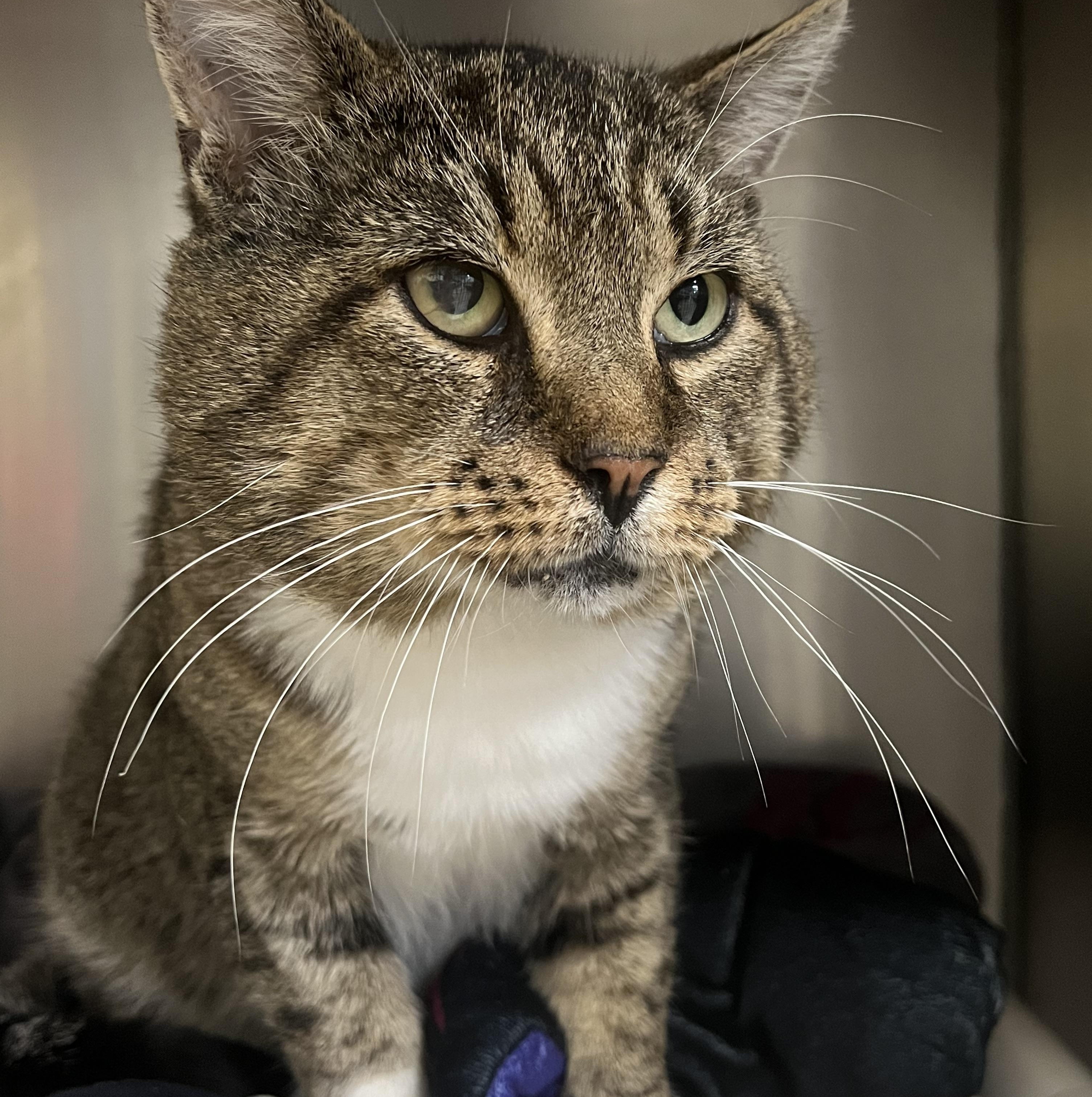 Indie, a Adoptable Domestic Short Hair in Johnston, RI image 2/6