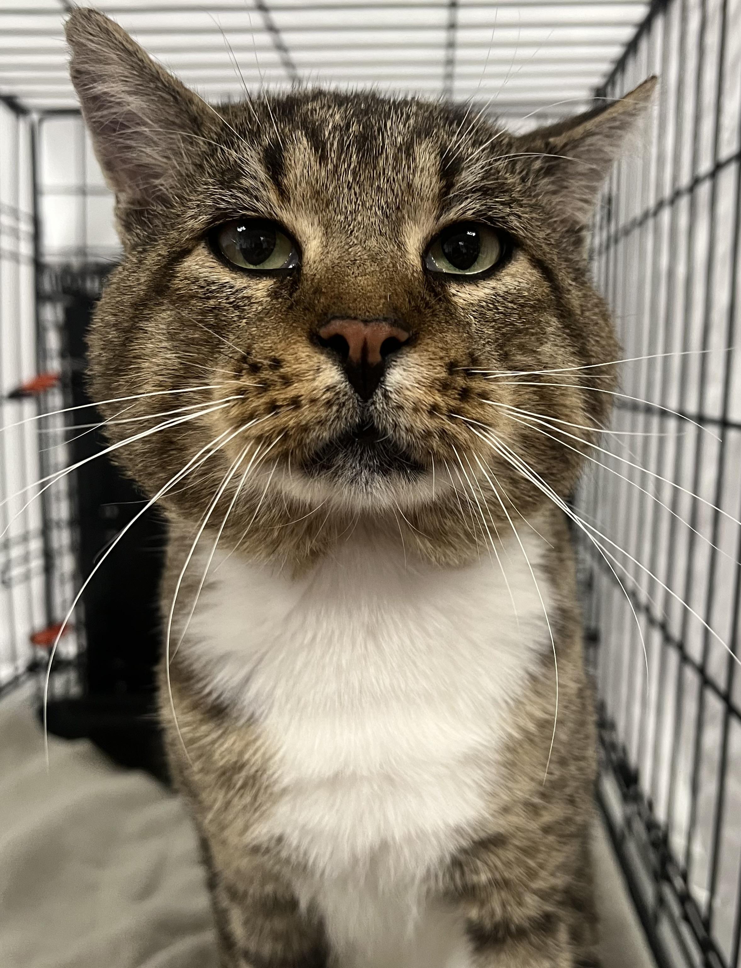 Indie, a Adoptable Domestic Short Hair in Johnston, RI image 5/6