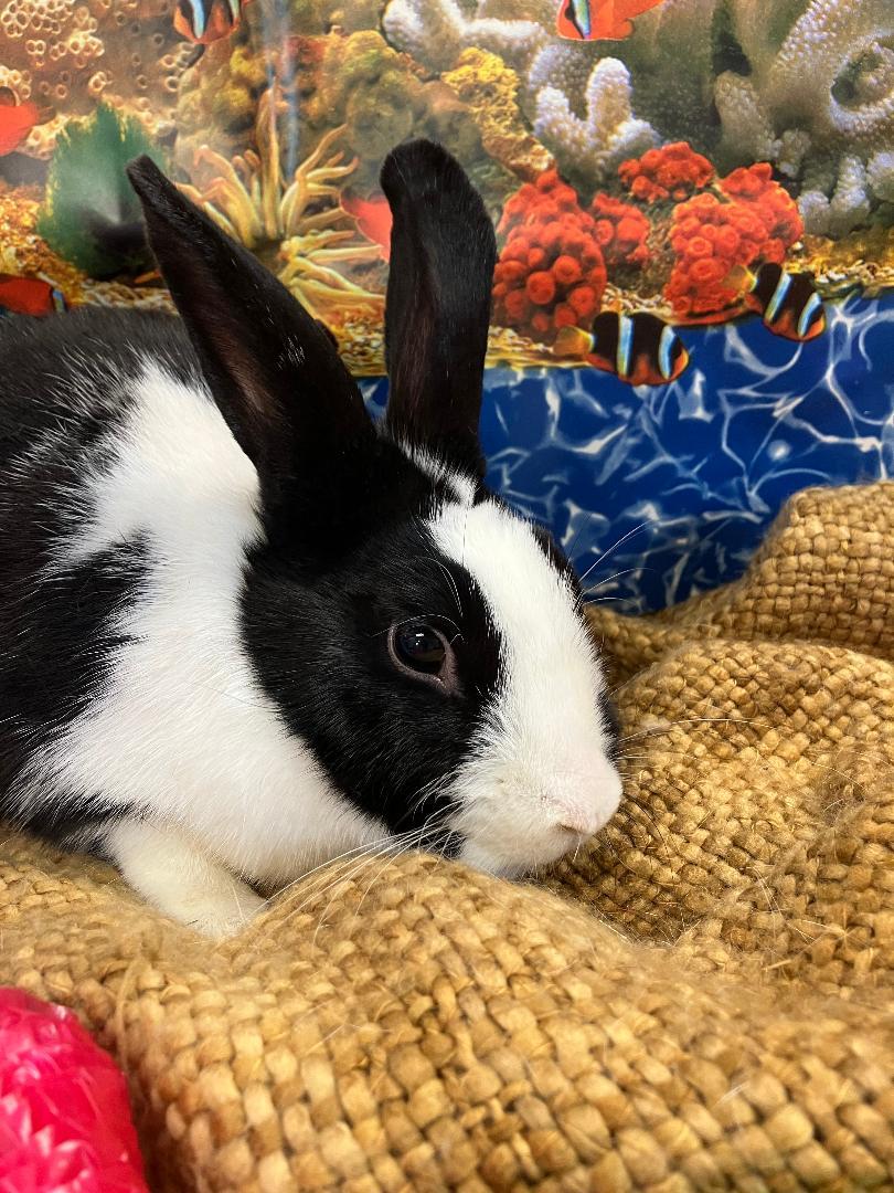 Nixxy, ADOPTABLE, Young Female Dutch & Himalayan.