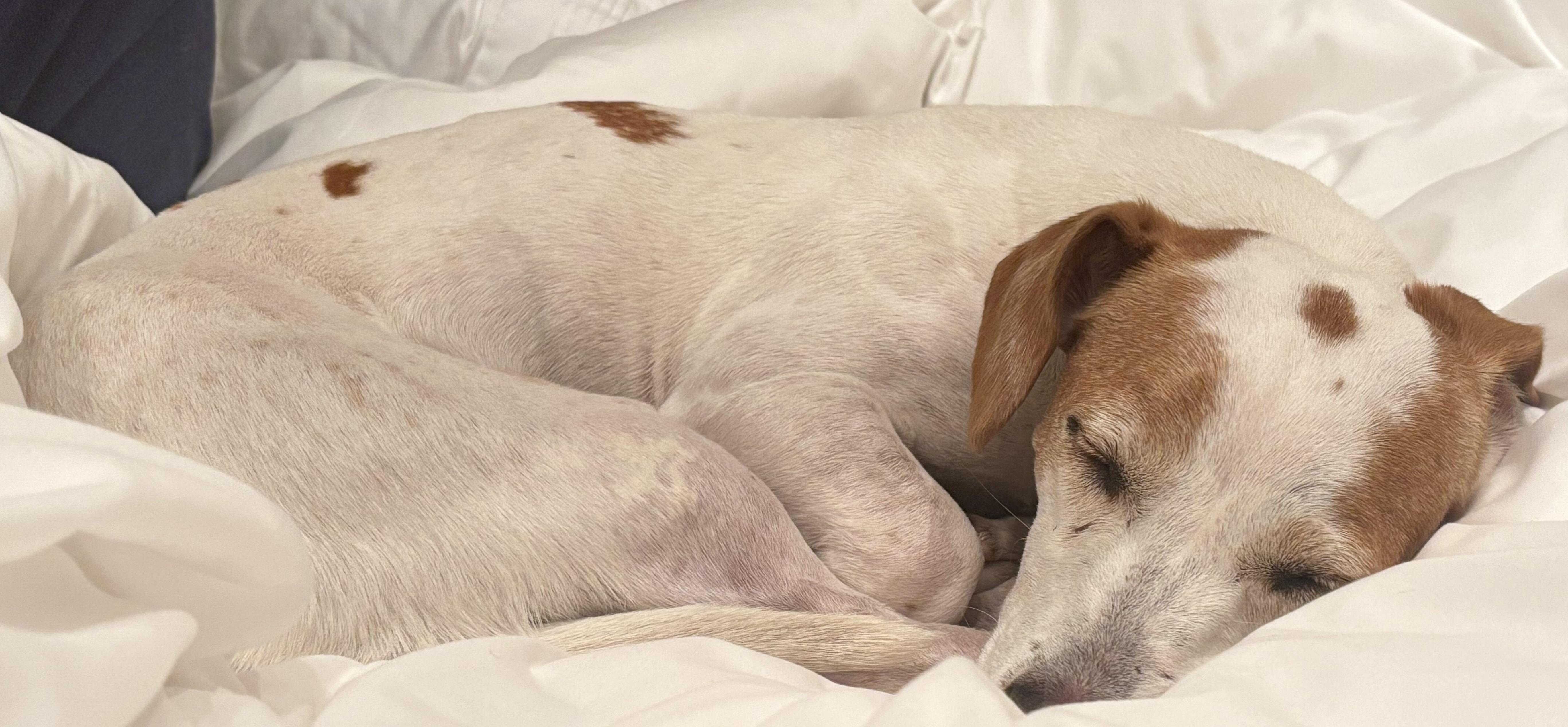 Ruby, an adopted mixed breed in Chalfont, PA image 6/6