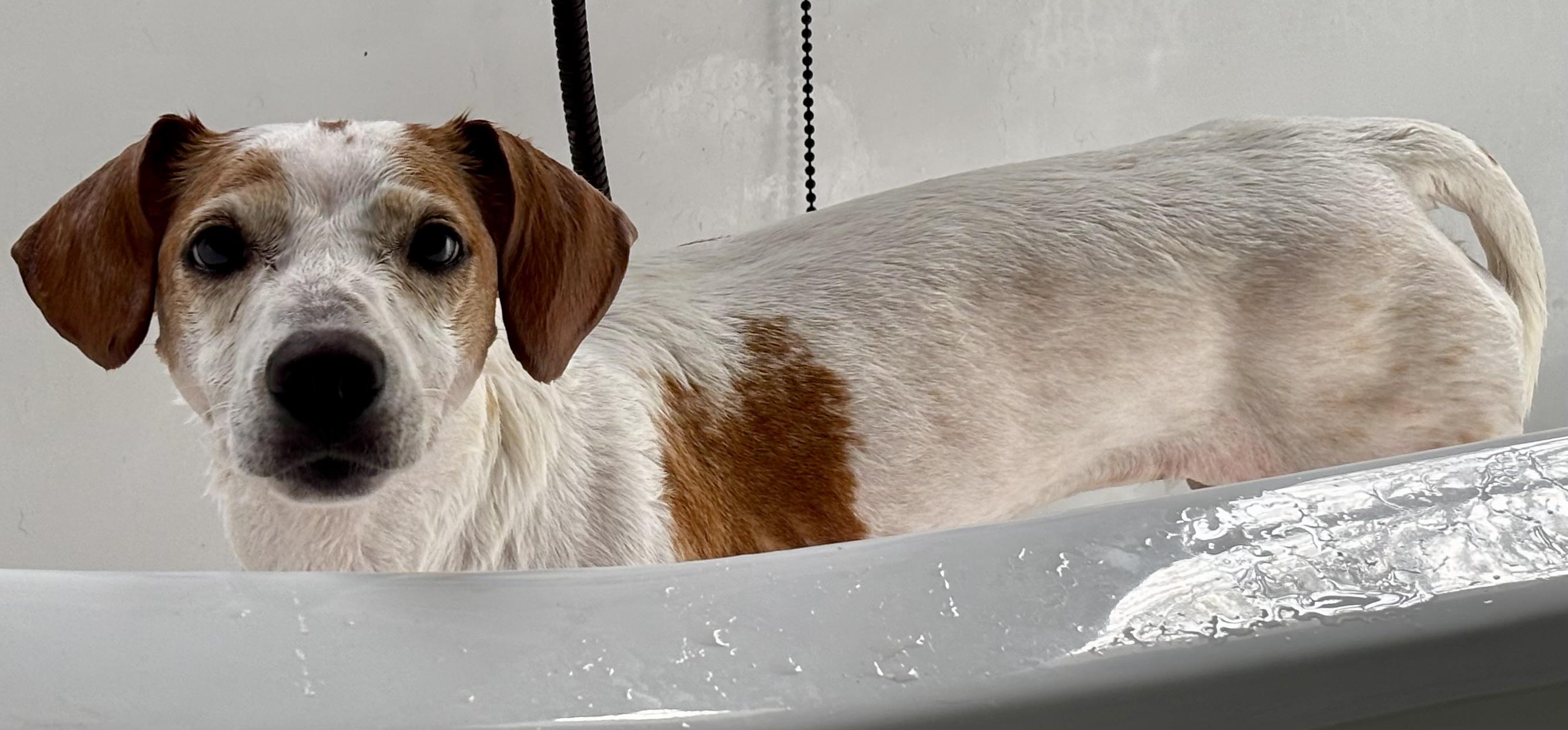 Ruby, an adopted mixed breed in Chalfont, PA image 5/6