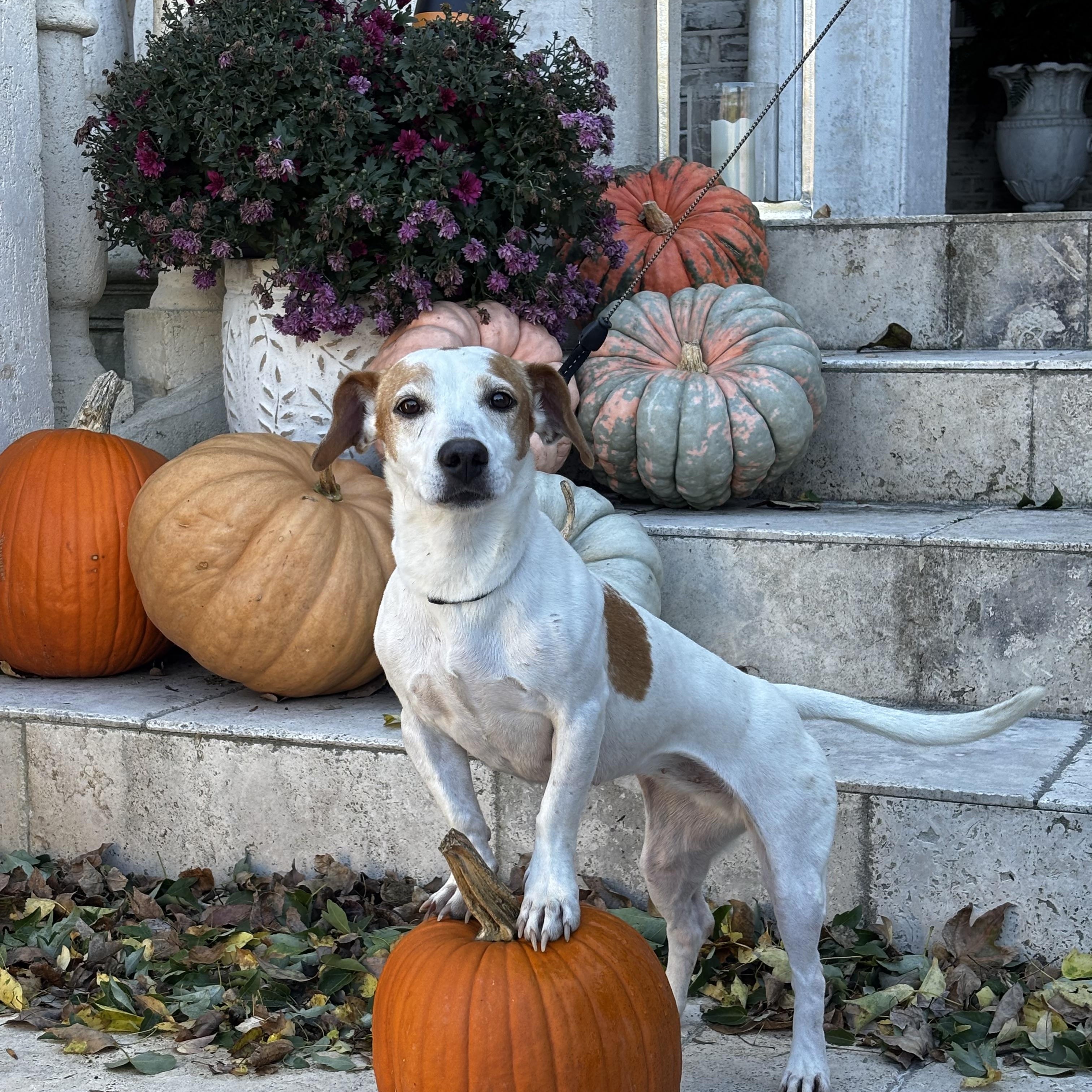 Ruby, an adopted mixed breed in Chalfont, PA image 4/6