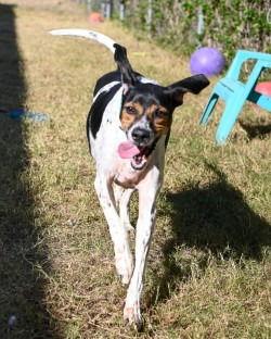 Enlarge DA 43  Milo, a Adoptable Bluetick Coonhound in Glen Allen, VA image 1/3