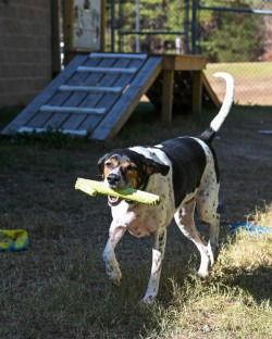 DA 43  Milo, Adoptable, Adult Male Bluetick Coonhound.