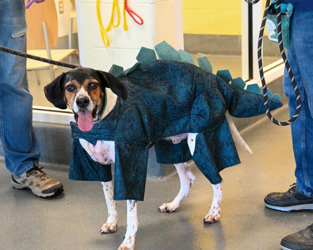 DA 43  Milo, Adoptable, Adult Male Pointer & Terrier.