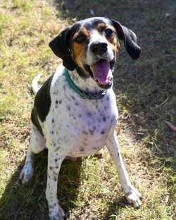 DA 43 Milo, a Adoptable mixed breed in Glen Allen, VA image 2/3