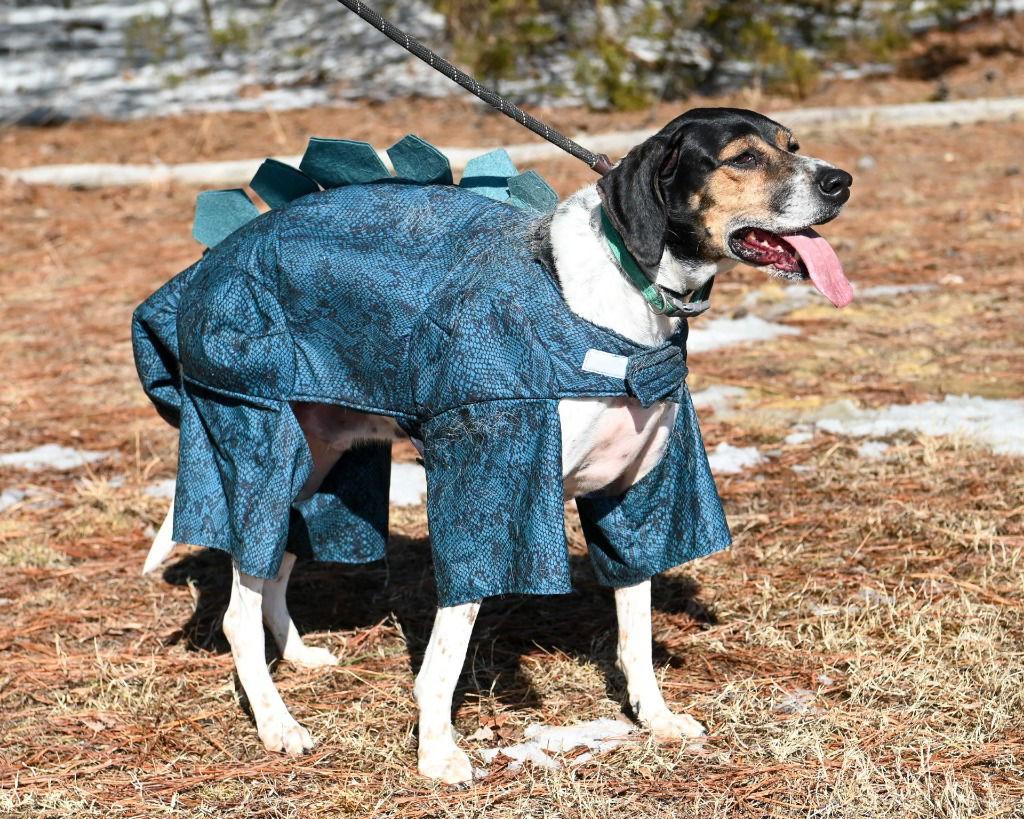 DA 43 Milo, a Adoptable mixed breed in Glen Allen, VA image 3/3