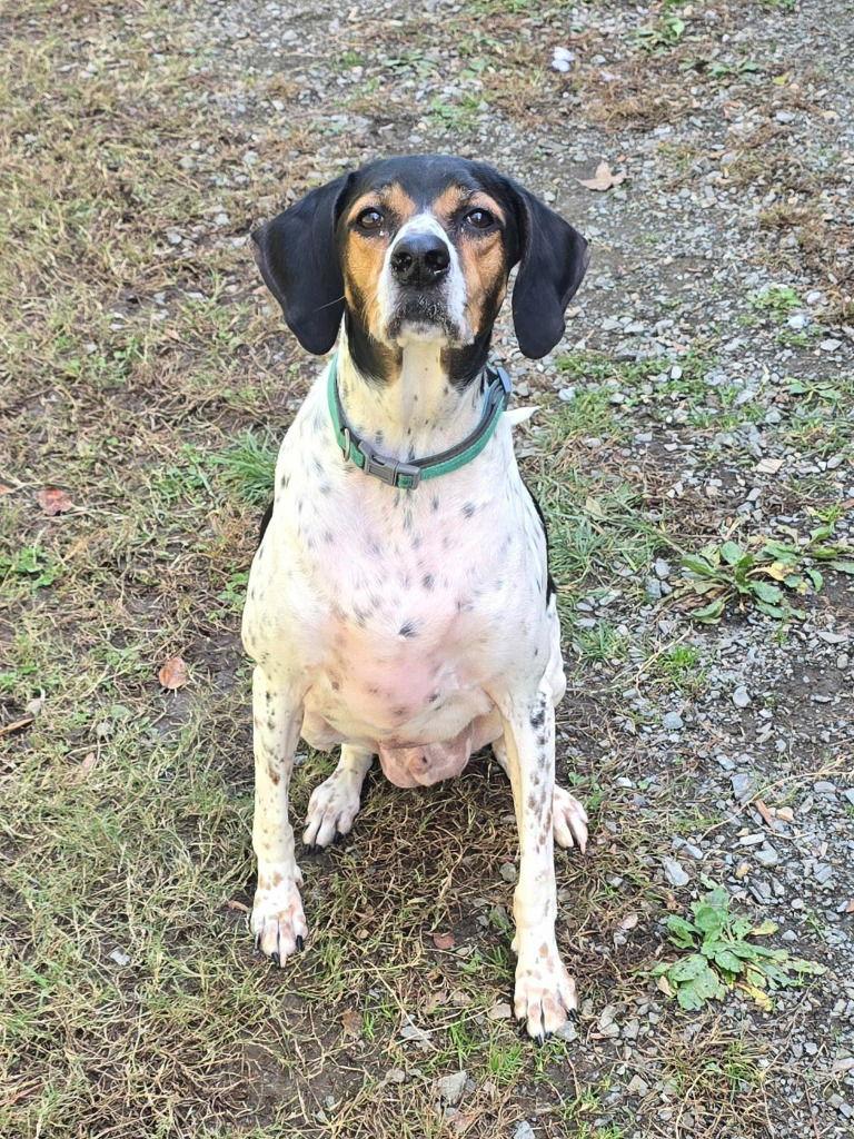 DA 43  Milo, Adoptable, Adult Male Bluetick Coonhound.
