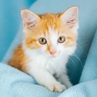 Blossom, adopted, Kitten Female Domestic Medium Hair.