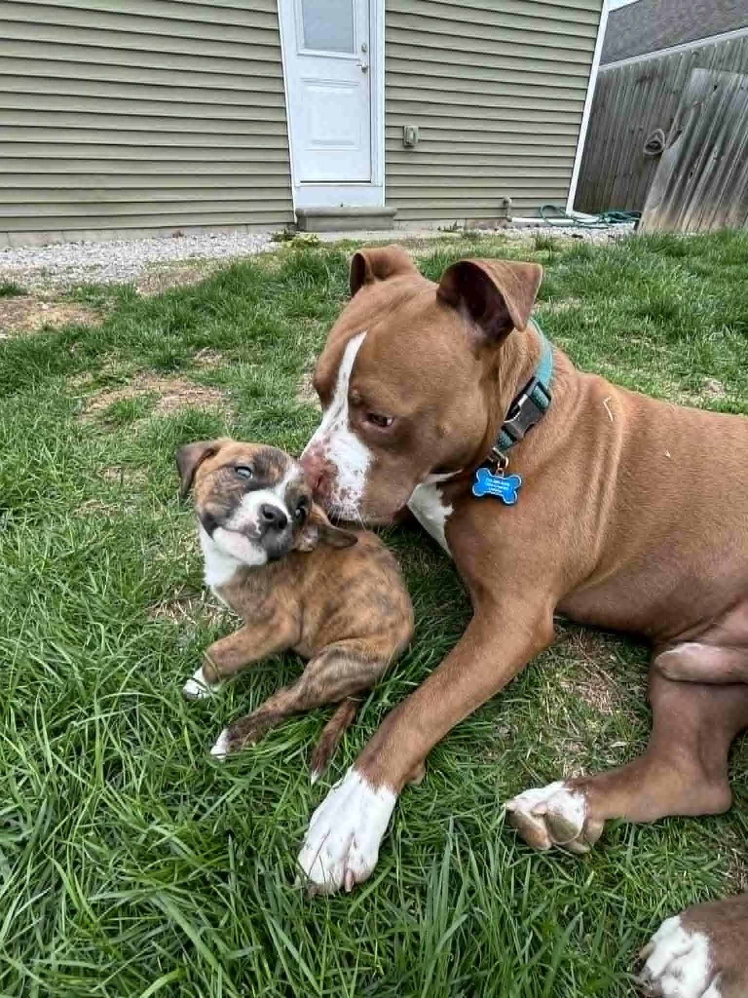 Harley, a ADOPTABLE mixed breed in Pleasant Ridge, MI image 6/6