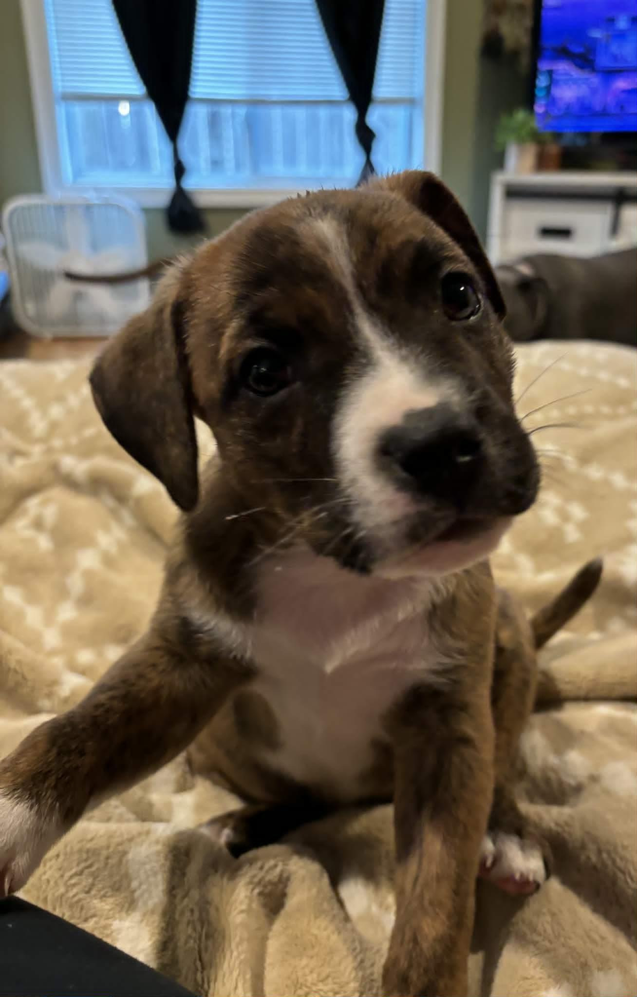 Harley, ADOPTABLE, Puppy Female Mixed Breed & American Staffordshire Terrier.