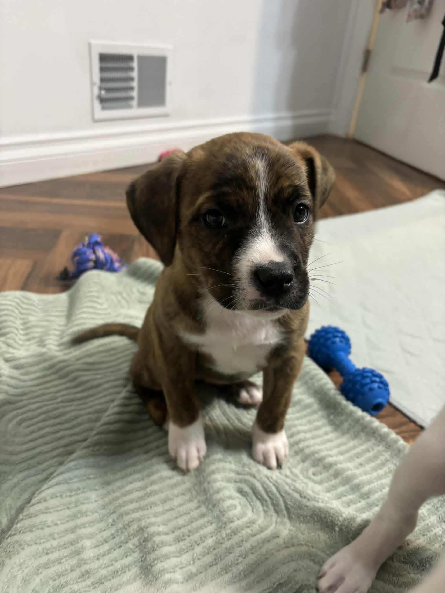 Harley, a ADOPTABLE mixed breed in Pleasant Ridge, MI image 3/6