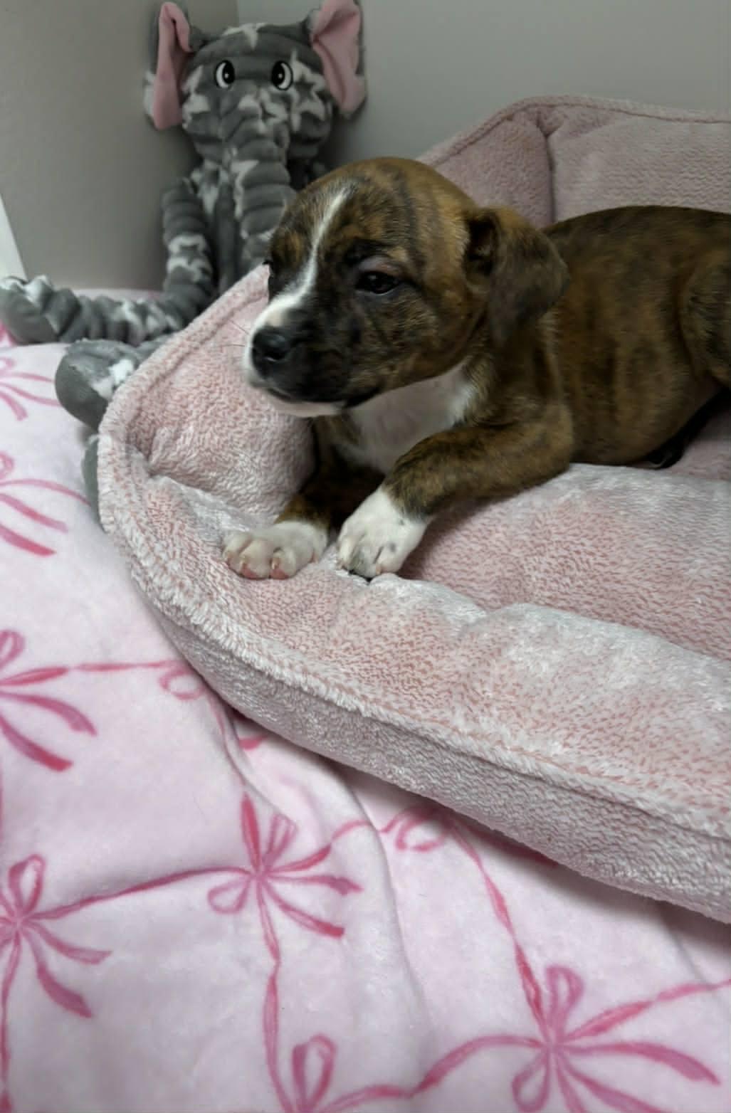 Harley, a ADOPTABLE mixed breed in Pleasant Ridge, MI image 4/6