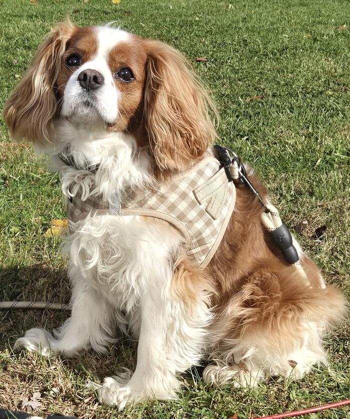 Enlarge Lucky, a ADOPTABLE Cavalier King Charles Spaniel in Ardsley, NY image 2/2